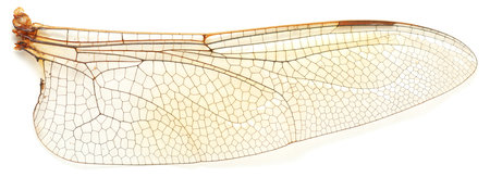 Extreme closeup of a dragonfly's wing.の写真素材