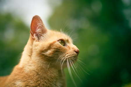 Orange tabby cat outside in the grass and staring off the side.の写真素材