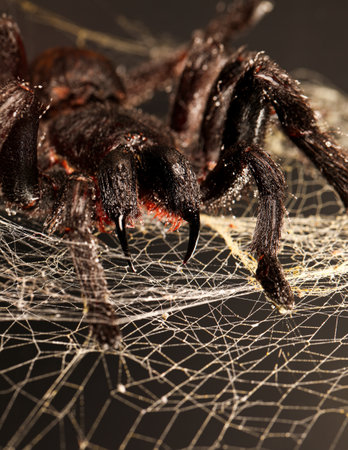 Big hairy tarantula with fangs hanging on spider webの写真素材