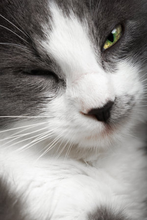 Close up of a grey and white cat falling asleepの写真素材
