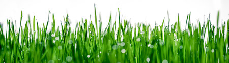 Vivid green grass with sparkling water dew drops.の写真素材