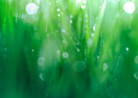 Close up of fresh green grass covered in dew with shallow dof. Bright green nature background or wallpaper.の写真素材