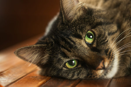 Close up of a large brown cat laying down and staring with big yellow and green eyesの写真素材