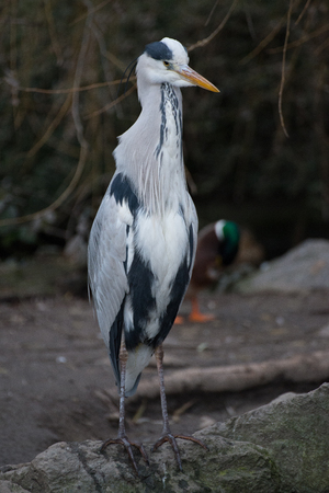 heronsの写真素材