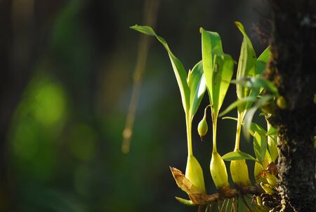 Orchidの写真素材