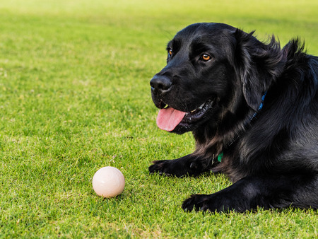 Dog lying in the grassの写真素材