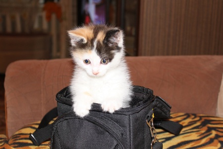 kittenの写真素材