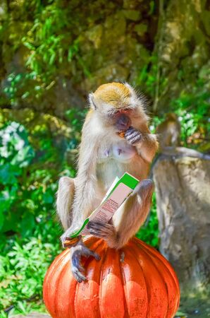 Monkey with a packageの写真素材