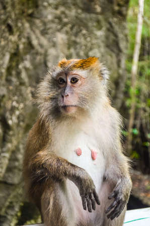 Monkey portraitの写真素材