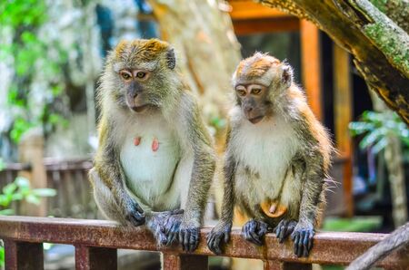 Monkeys familyの写真素材
