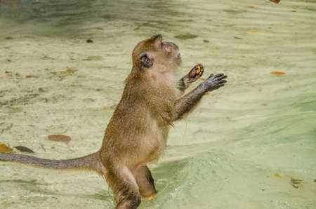 Monkey portraitの写真素材