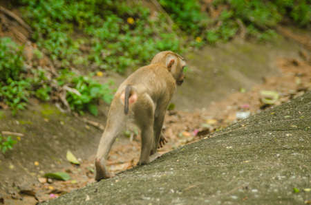 Wild monkeyの写真素材
