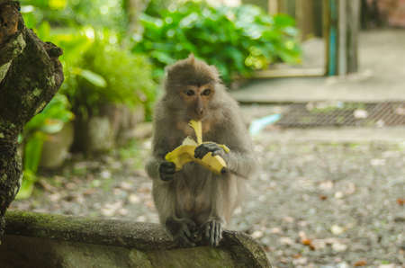 Monkey portraitの写真素材