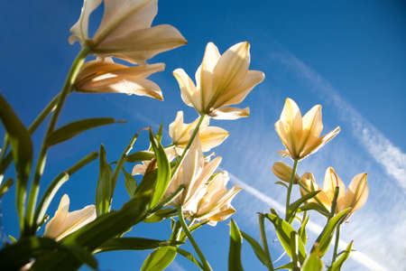 Lilies in the sky bottom viewの写真素材