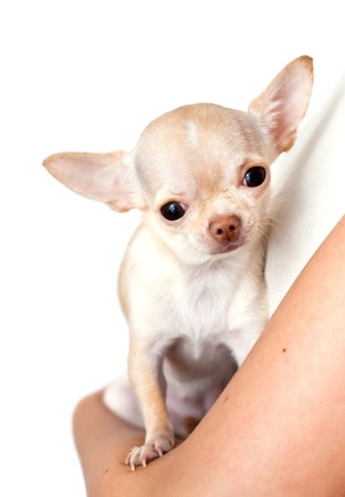 chihuahua in a hand on white backgroundの写真素材