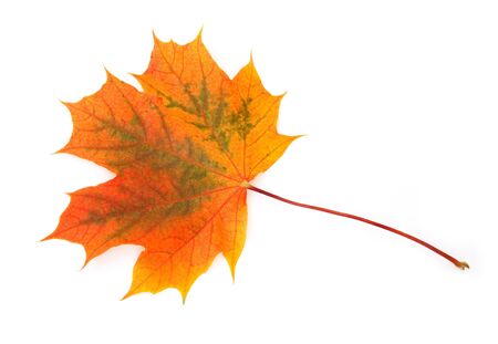 Maple Leaf on white backgroundの写真素材