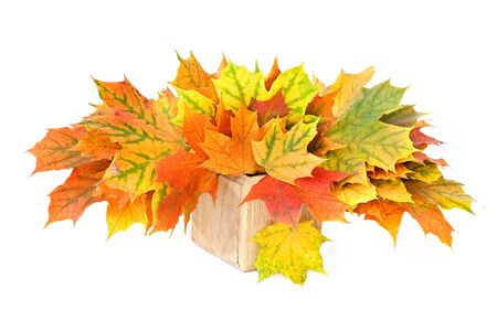 Colorful bouquet of autumn leaves in wooden vaseの写真素材