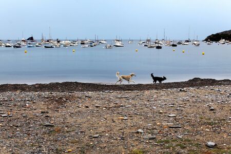 Two dogs running along the beach against the backdrop of yachtsの写真素材
