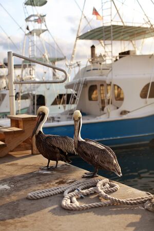 Pelicans on the dock in Miami on the background of yachtsの写真素材