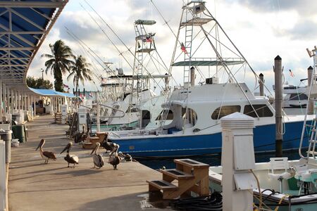 Pelicans on the dock in Miamiの写真素材