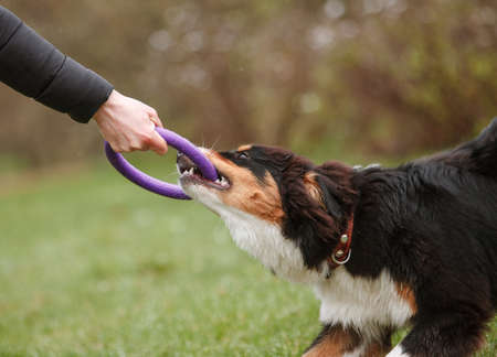 Australian Shepherd in the game pulls the ring. Close-upの写真素材