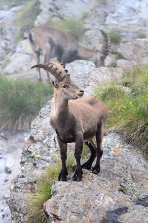 Ibex at 2651 meters on the sea-level. Gavia Pass, Brixia province, Lombardy region, Italy の写真素材