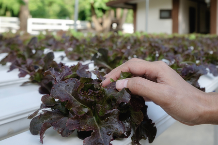 Hydroponics method of growing plants using mineral nutrient solutions, in water, without soil. Close up planting hand Hydroponics plant

の写真素材