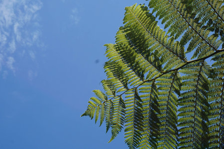 Green fern in blue sky and white cloud in New Zealandの写真素材