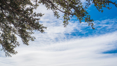 Tree frame with a blue cloudy skyの写真素材