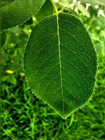 Green leafの写真素材