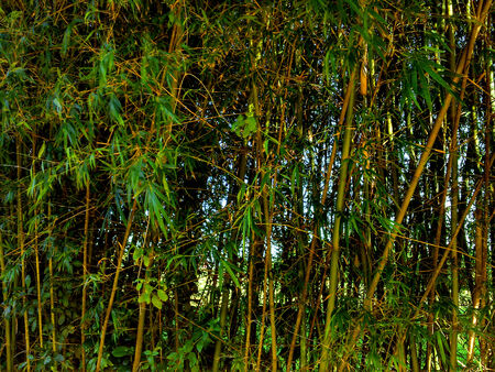 Bamboo view backgroundの写真素材