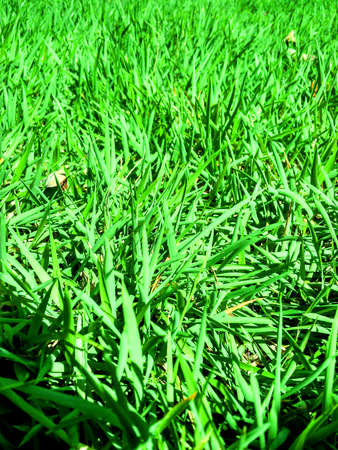 Grass close up viewの写真素材