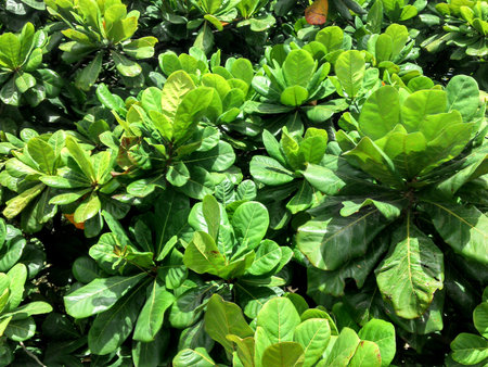 Big green leaves in the sun light