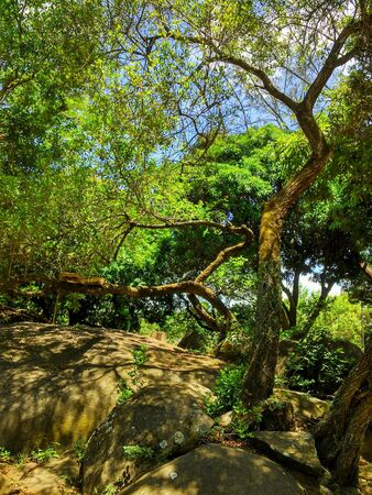 Bealtiful view with trees and rocksの素材