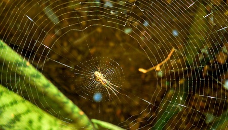 Spider in the webの素材