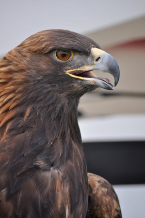 Closeup of an Eagle