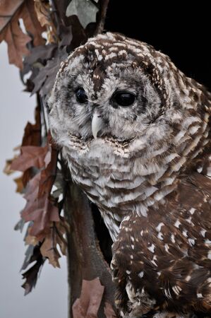 A brown and white owl sitting on a perch framed by autumn leavesの写真素材
