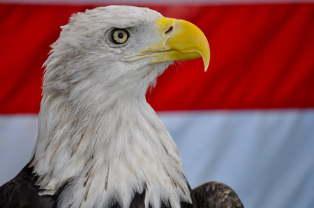 Closeup of the head of a Bald Eagle in front of an American Flag
