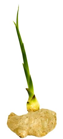 Young green runaway of a root of zinziberの写真素材