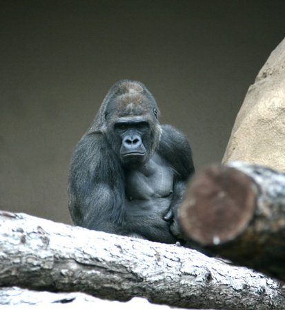 Gorilla among dry trunks of trees