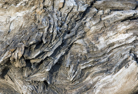 Structure of an old tree