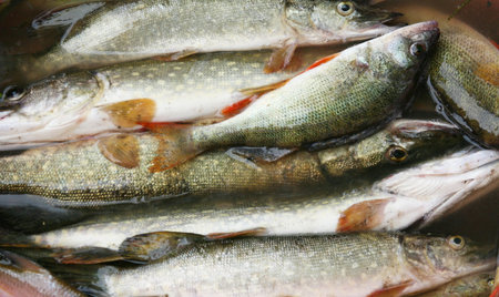 Fresh fish a perch and a pike caught in river delta Volga
