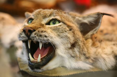 scare-crow of head  of lynx by close-upの写真素材