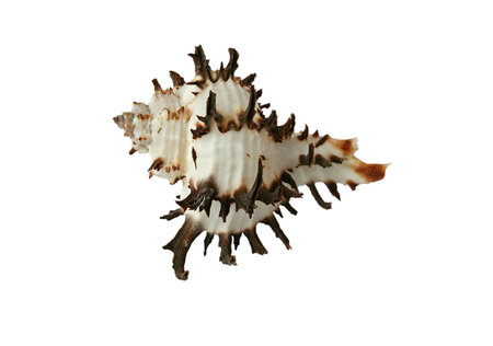 Shell isolated on the white background