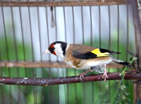 song bird goldfinch in a cage by CUの写真素材