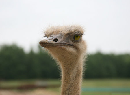 close-up on a ostrich's head in front 