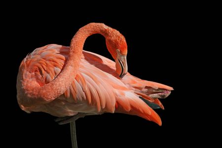 Red beautiful flamingo isolated on a black backgroundの写真素材