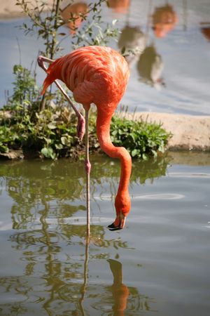 Red beautiful flamingo in zooの写真素材