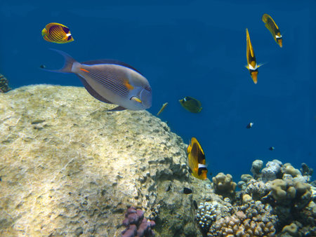 Underwater life of coral reeves of Red sea near the Sinai Peninsula