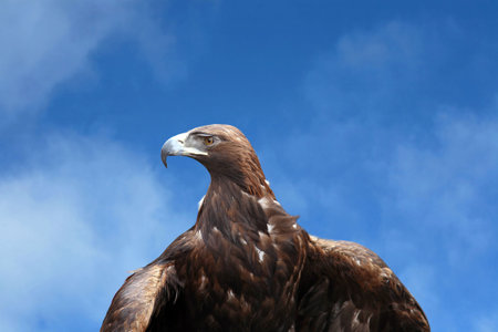 The mountain eagle poses